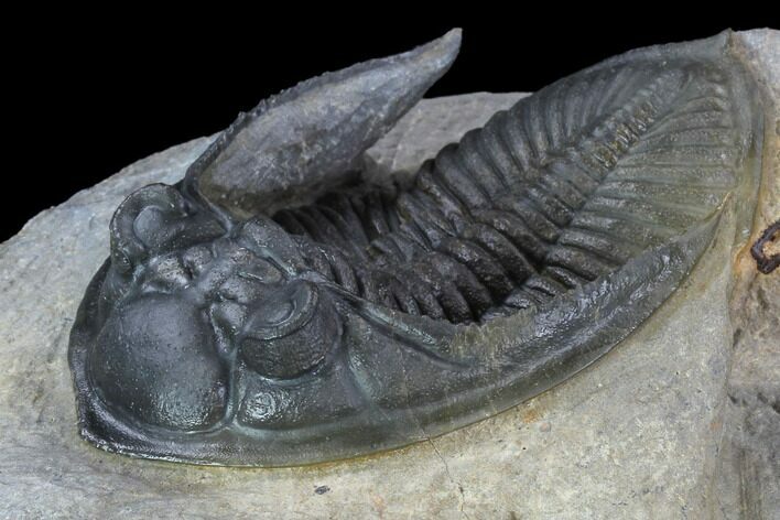 Zlichovaspis Trilobite - Exceptional Preparation #89513